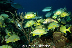A school of fish cruise the waters of Cozumel. by David Gilchrist 
